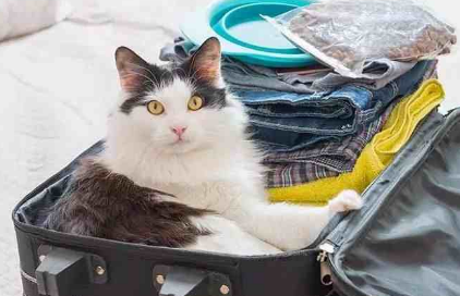 猫咪飞机托运有危险吗 猫咪飞机托运有危险吗