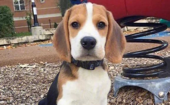 比格犬为什么被禁养