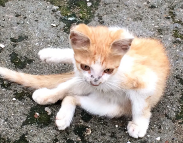 怎么判断流浪猫有没有传染病,看这里~ 怎么判断流浪猫有没有传染病,看这里~