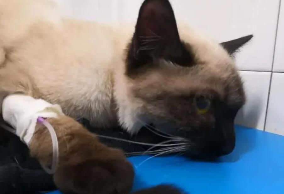 猫瘟吐和正常吐的区别 猫瘟吐和正常吐的区别