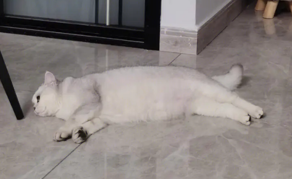 夏天怎么给猫咪散热