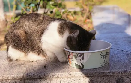 一文带你了解,能喂流浪猫吃什么食物? 一文带你了解,能喂流浪猫吃什么食物?