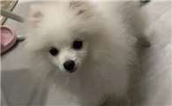 博美犬几个月懂事