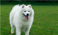萨摩耶犬为什么老是叫