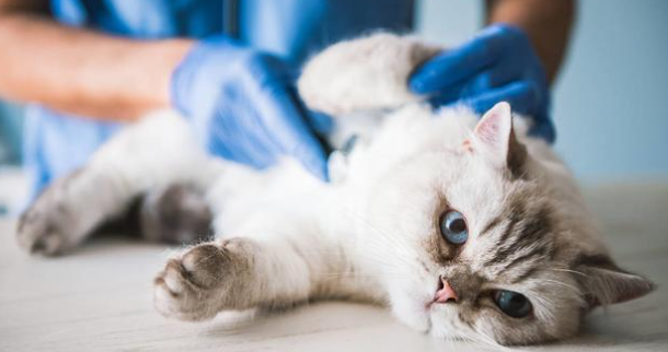 猫咪误食老鼠药有什么症状吗 猫咪误食老鼠药有什么症状吗