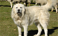 一文告诉你，比利牛斯牧羊犬大小便怎么训练？