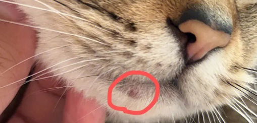 猫咪下巴有硬块是怎么回事 猫咪下巴有硬块是怎么回事