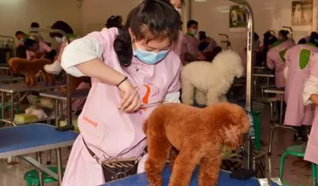 宠物美容学校正规学费多少钱