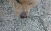 狗狗鼻头几岁颜色变浅