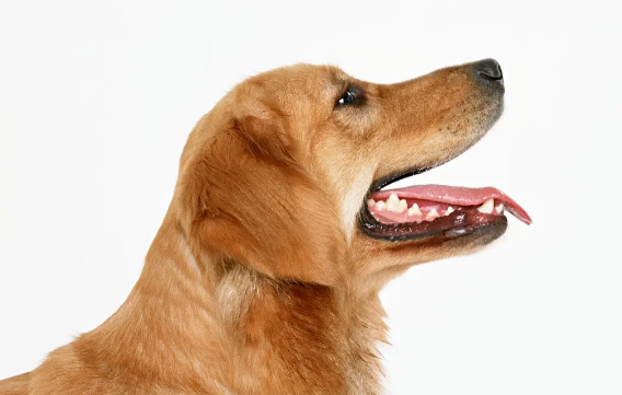 农村半夜狗叫个不停预兆