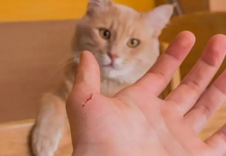 被猫抓破了皮怎么处理