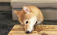 柴犬应该如何选择狗粮呢