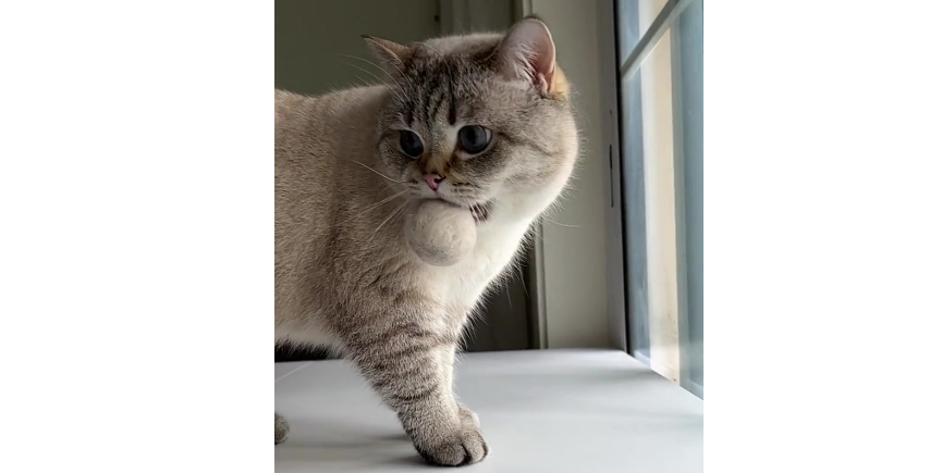 猫叼着毛球边走边嗷嗷叫 猫叼着毛球边走边嗷嗷叫