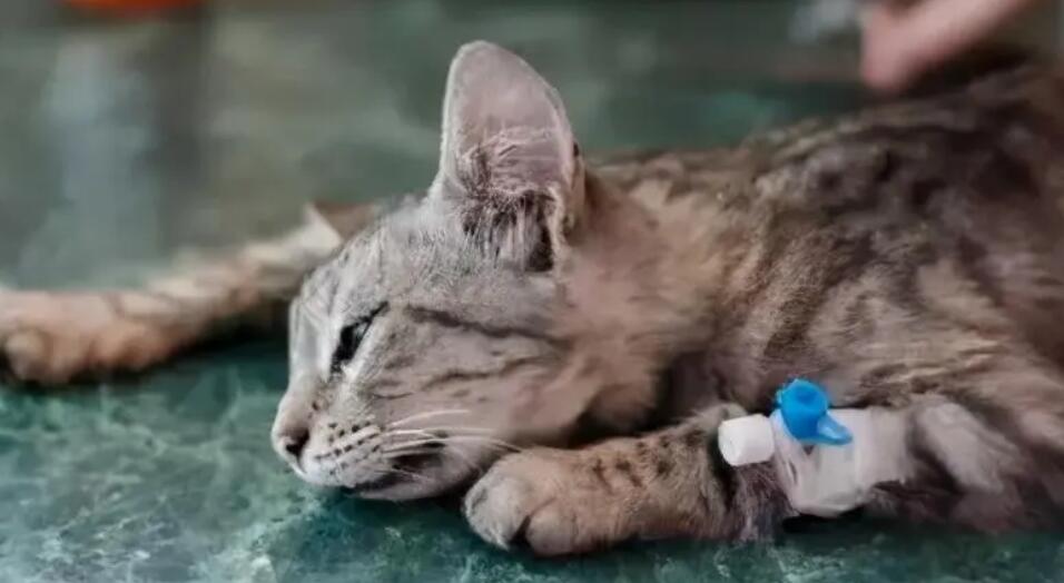 猫托运会不会应激