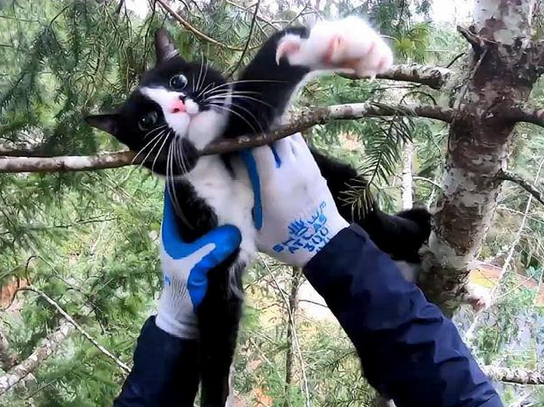 男子爬树救橘猫,结果回头一看还挂着一只猫 男子爬树救橘猫,结果回头一看还挂着一只猫