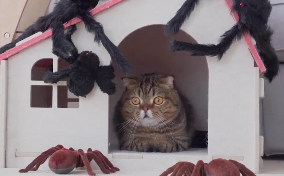 蜘蛛对猫有害吗