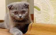 人在猫眼里是不是慢动作