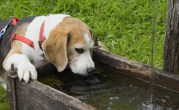 母狗狗突然大量喝水排尿
