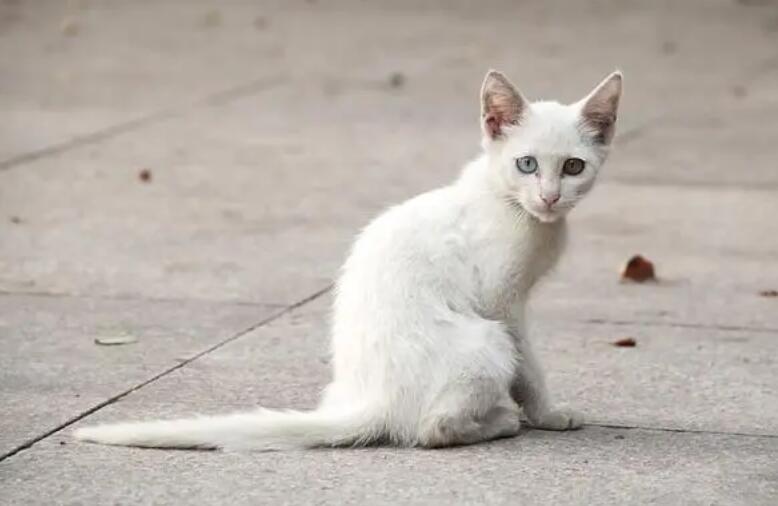 流浪猫为什么会突然不见了？走了还是不见？