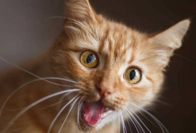 怎么识别猫咪的品种名字 怎么识别猫咪的品种名字