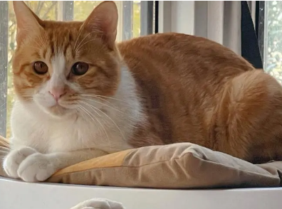怎么给橘猫控制体重？感兴趣的看看~