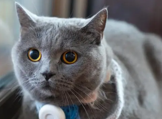 英短蓝猫不听话怎么办?不妨来看看吧 英短蓝猫不听话怎么办?不妨来看看吧