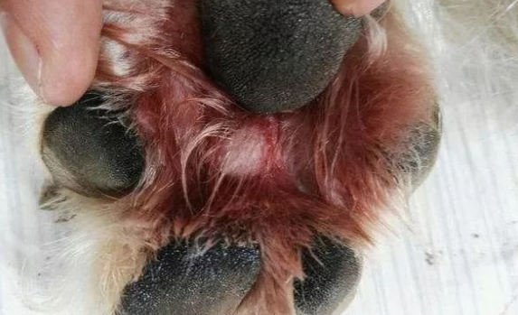 狗狗为什么脚趾甲炎呢