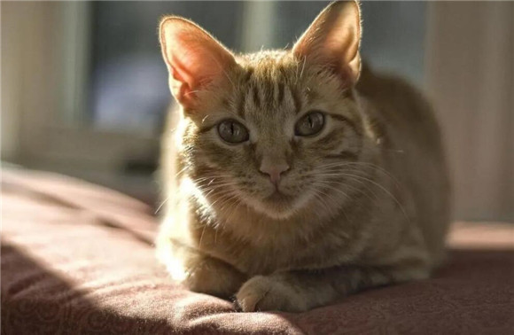 猫瘟什么状态扛不住了 猫瘟什么状态扛不住了