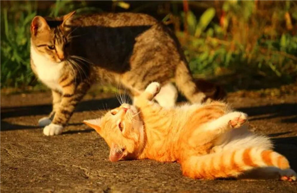 猫咪后腿韧带拉伤的表现