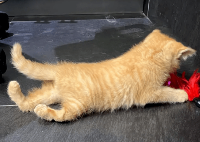 猫咪后腿为什么会走路弯曲呢 猫咪后腿为什么会走路弯曲呢