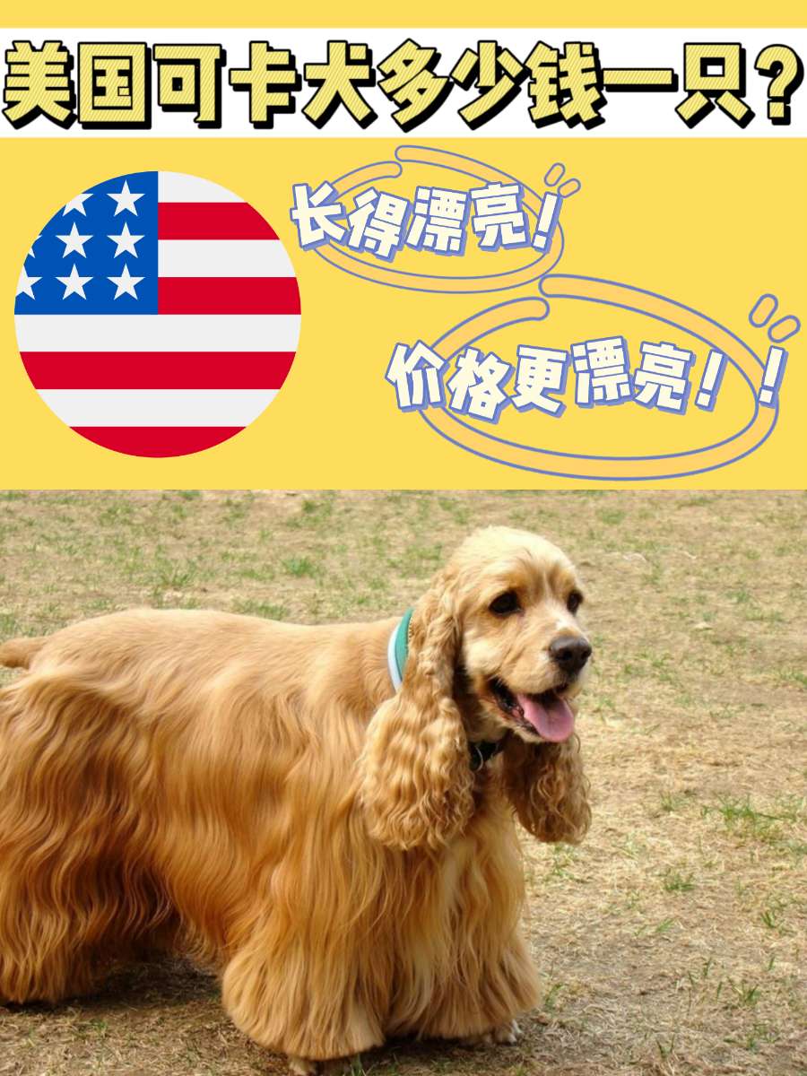 美国可卡犬多少钱一只？身价跟外貌一样漂亮