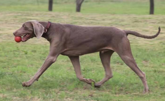 威玛猎犬寿命多长？不妨来看看吧