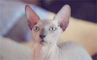 怀孕能养无毛猫吗?你还不知道吗?
