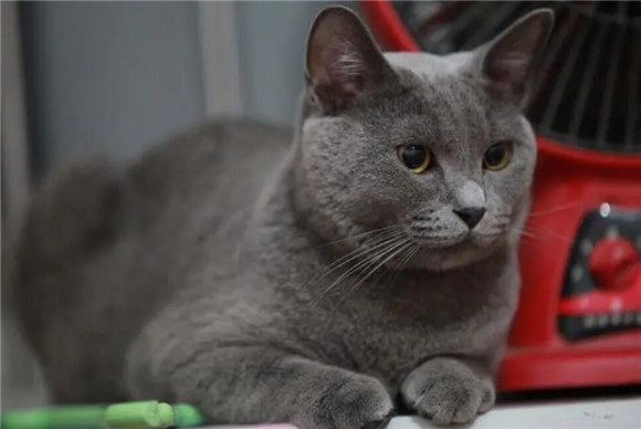 蓝猫第一胎注意事项,宠主必看! 蓝猫第一胎注意事项,宠主必看!