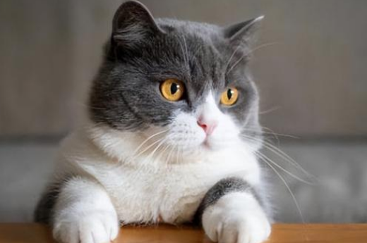宠物猫聪不聪明 宠物猫聪不聪明