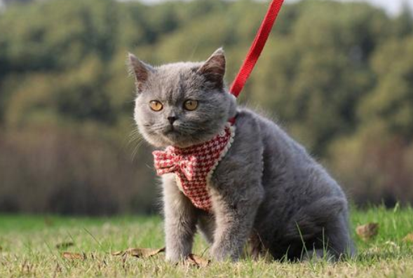蓝猫一生只认一个主人 蓝猫一生只认一个主人