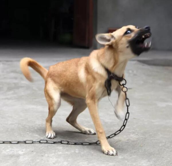 狗狗见人就叫,惹人讨厌?4个方式让狗狗变的受大家喜爱 狗狗见人就叫,惹人讨厌?4个方式让狗狗变的受大家喜爱