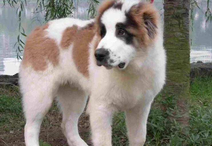 中亚牧羊犬怎么养？你知道吗？