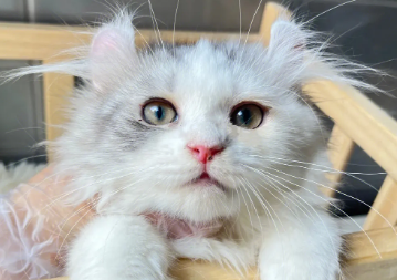 卷耳猫配立耳猫会生卷耳吗