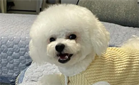 抖音出名的比熊