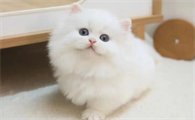 猫纯白拿破仑多少钱