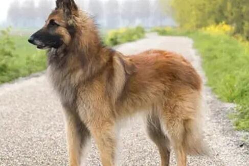 比利时特伏丹犬怎么养?饲养者需要了解的 比利时特伏丹犬怎么养?饲养者需要了解的