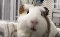 荷兰猪要吃什么东西