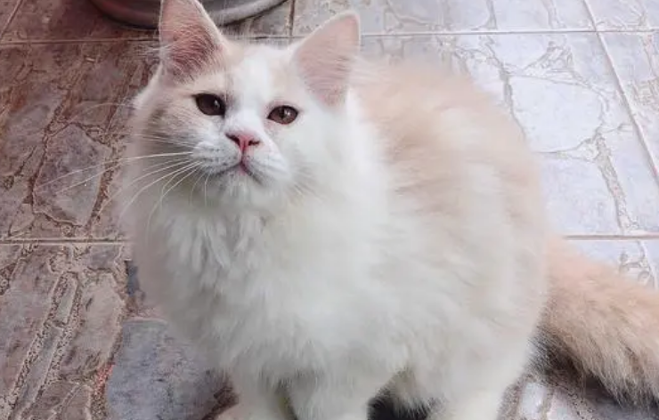 高地猫的优缺点 高地猫的优缺点