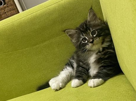 缅因猫只认一个主人吗