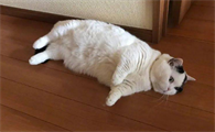 猫不吃不喝只趴着不动