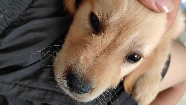 小狗状态好但是鼻子干 小狗状态好但是鼻子干