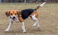 用哪种给比格犬梳理毛绒