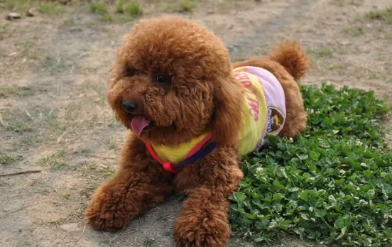 泰迪犬恶心呕吐一般都有哪些原因?快来瞧瞧 泰迪犬恶心呕吐一般都有哪些原因?快来瞧瞧