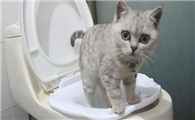 猫咪一直软便拉稀但精神很好
